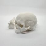 Craneo Flexible 3D 28cm - Imagen 4