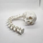 Craneo Flexible 3D 28cm - Imagen 3